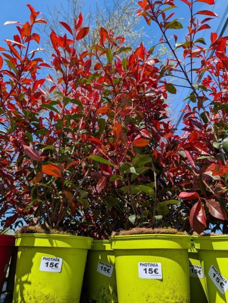 PHOTINIA CARRE ROUGE