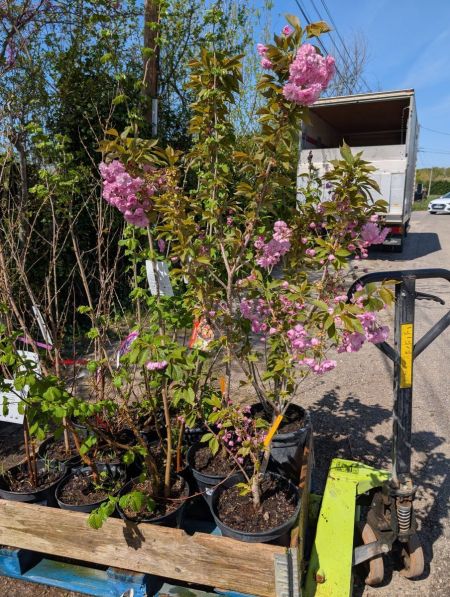 CERISIER A FLEURS JAPONNAIS