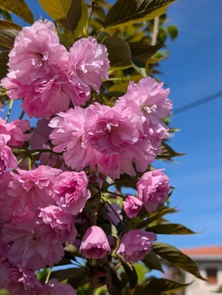 CERISIER A FLEURS
