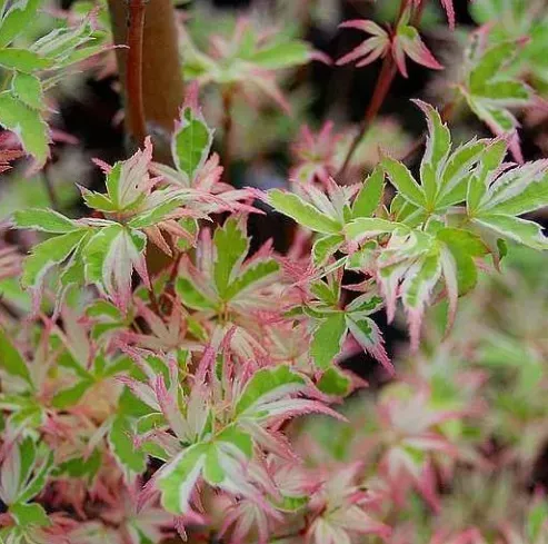 ACER-PALMATUM-BUTTERFLY-1