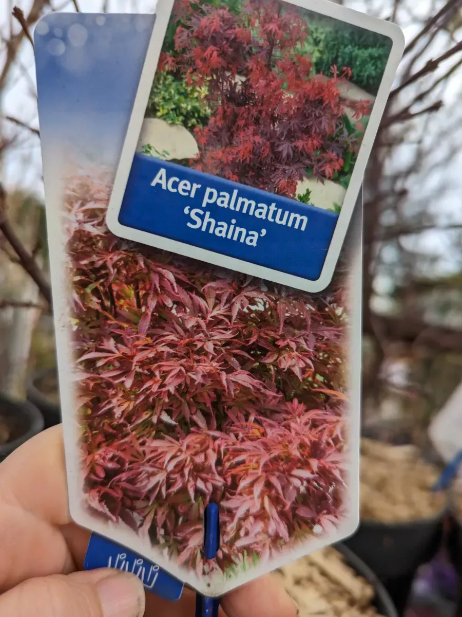 acer-palmatum-SHAINA