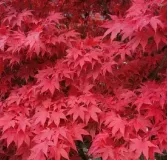 ACER-PALMATUM-BLOODGOOD-PRINTEMPS