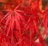 ACER-PALMATUM-DISSECTEUM-ORNATUM-0