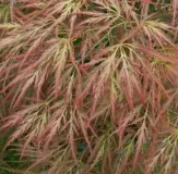 ACER-PALMATUM-DISSECTEUM-ORNATUM-1