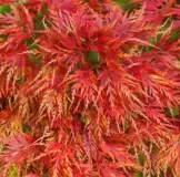 ACER-PALMATUM-DISSECTUM-SEIRYU-1