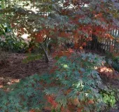 ACER-PALMATUM-OREGON-SUNSET-1