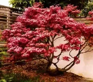 ACER-PALMATUM-OREGON-SUNSET-PETIT-ARBRE