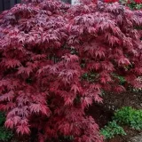 ACER-PALMATUM-OREGON-SUNSET