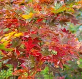 ACER-PALMATUM-OZAKAZUKI-1