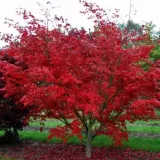 ACER-PALMATUM-OZAKAZUKI-2