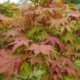 ACER-PALMATUM-OZAKAZUKI