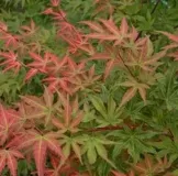 ACER-PALMATUM-PHOENIX-1