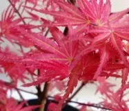 ACER-PALMATUM-PHOENIX-2