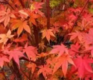 ACER-PALMATUM-SAOSHIKA-AUTOMNE