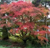 ACER-PALMATUM-SEIRYU