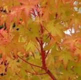 ACER-PALMATUM-SENKAKI-FALL