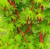 ACER-PALMATUM-SENKAKI