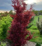 ACER-PALMATUM-SKEETER-S-BROOM-2