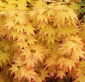 ACER-PALMATUM-SUMMER-GOLD-2