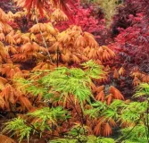 ACER-PALMATUM