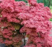 acer-palmatum-SHAINA-2