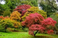 ACER-DIVERS-PALMATUM