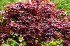 ACER-PALMATUM-ATROPURPUREUM-1