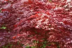 ACER-PALMATUM-ATROPURPUREUM