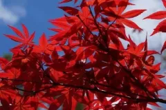 ACER-PALMATUM-BLOODGOOD-PRINTEMPS-2