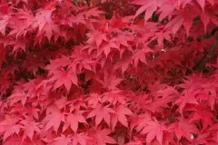 ACER-PALMATUM-BLOODGOOD-PRINTEMPS