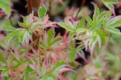 ACER-PALMATUM-BUTTERFLY-1