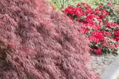 ACER-PALMATUM-DISSECTEUM-FIRECRACKER-1