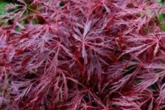 ACER-PALMATUM-DISSECTEUM-FIRECRACKER