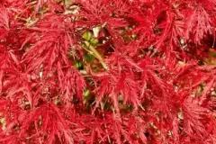 ACER-PALMATUM-DISSECTEUM-NIGRUM-1