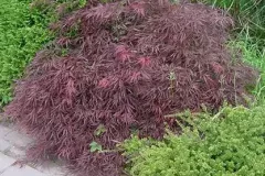 ACER-PALMATUM-DISSECTEUM-NIGRUM-2