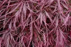 ACER-PALMATUM-DISSECTEUM-NIGRUM