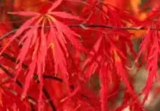 ACER-PALMATUM-DISSECTEUM-ORNATUM-0