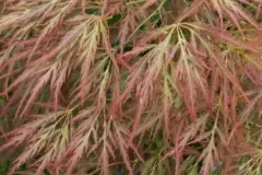 ACER-PALMATUM-DISSECTEUM-ORNATUM-1