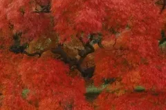 ACER-PALMATUM-DISSECTEUM-ORNATUM