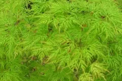 ACER-PALMATUM-DISSECTUM-EMERALD-LACE-1