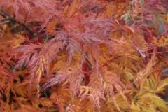 ACER-PALMATUM-DISSECTUM-EMERALD-LACE-3