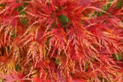 ACER-PALMATUM-DISSECTUM-SEIRYU-1