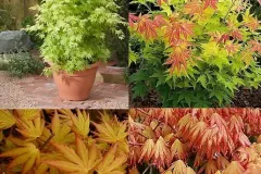 ACER-PALMATUM-ORANGE-DREAM