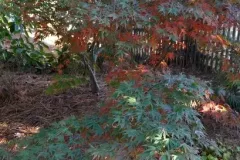 ACER-PALMATUM-OREGON-SUNSET-1