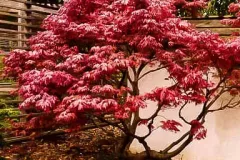 ACER-PALMATUM-OREGON-SUNSET-PETIT-ARBRE