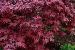 ACER-PALMATUM-OREGON-SUNSET