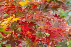 ACER-PALMATUM-OZAKAZUKI-1