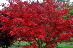 ACER-PALMATUM-OZAKAZUKI-2