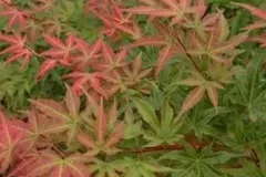 ACER-PALMATUM-PHOENIX-1