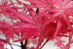 ACER-PALMATUM-PHOENIX-2